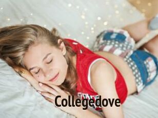 Collegedove